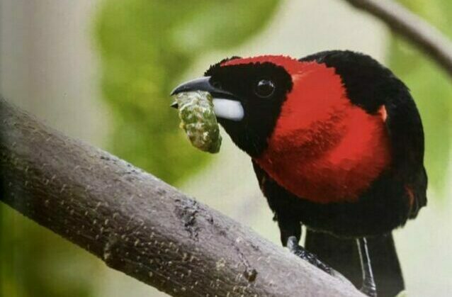 Shushufindi bird life guidebook launched with Limoncocha Biological Reserve