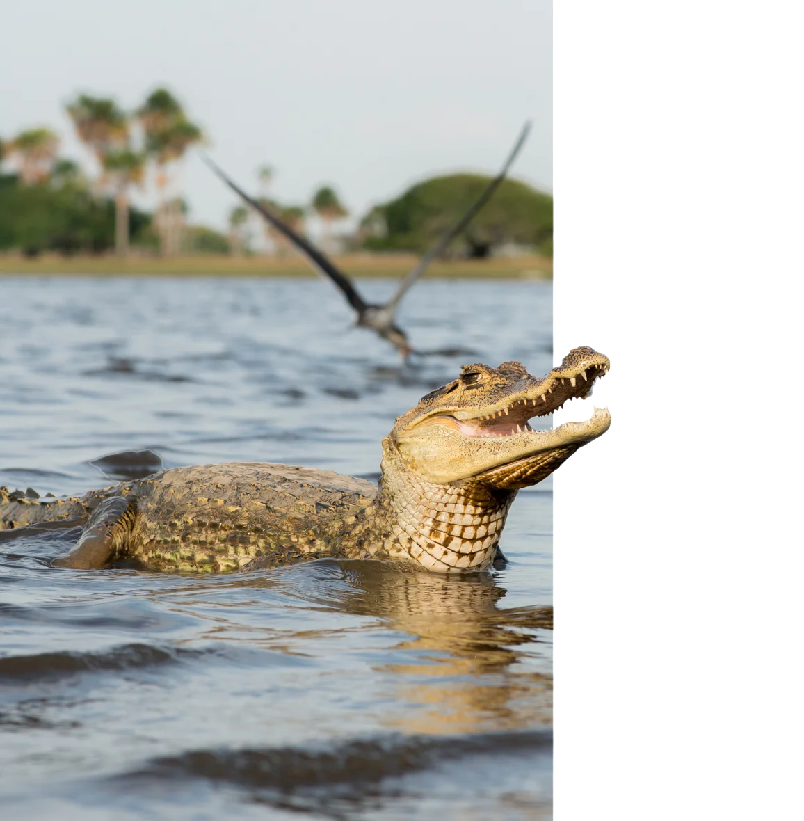 ISO 14001:2015 Certification